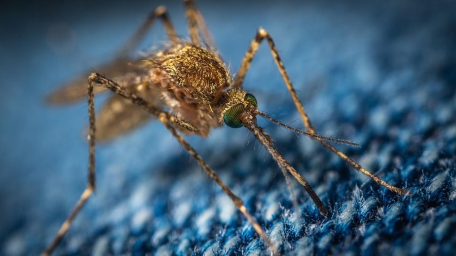 Genetically Modified Mosquitoes in Florida