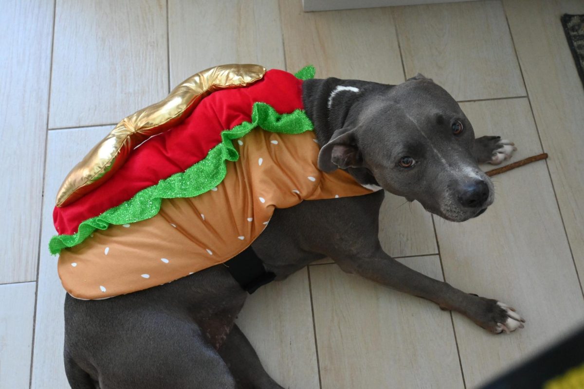 From tails to tiaras, Charter’s pawsitively adorable furry friends conquer Halloween
