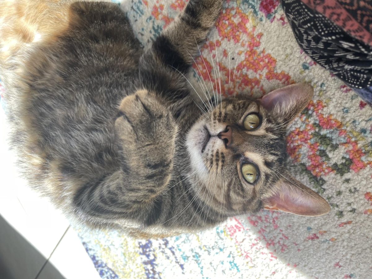 Sophie in the living room, playing on the rug, staring at the camera, getting ready to grab it.
