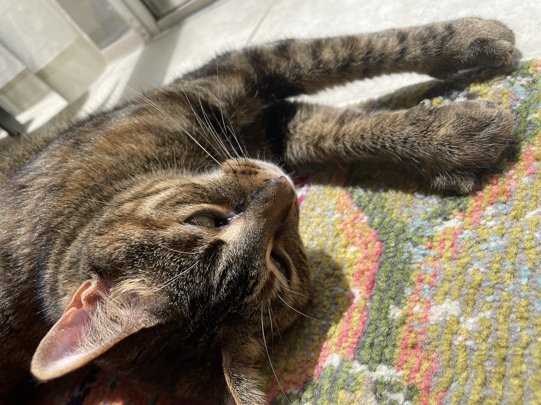 Where pawprints become constellations: A cat who taught me love and loss