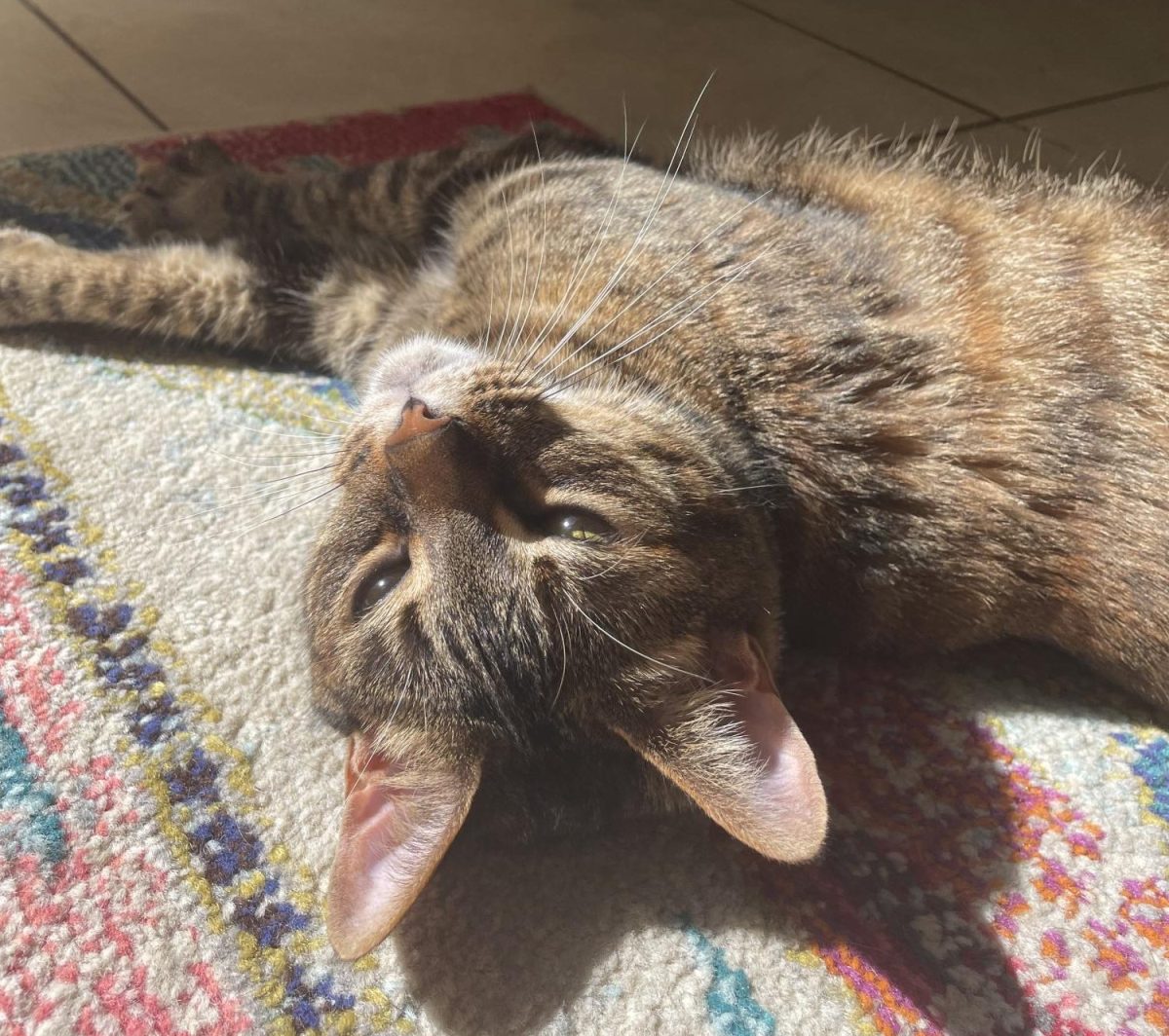 Ode to a dying cat