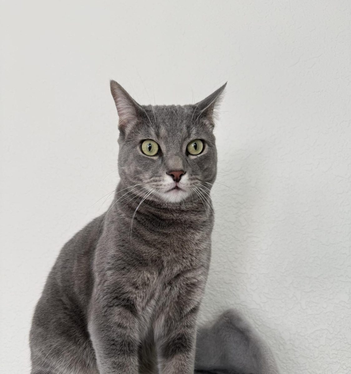 Sophomore Emma Mendez's rescued cat Chubbs.