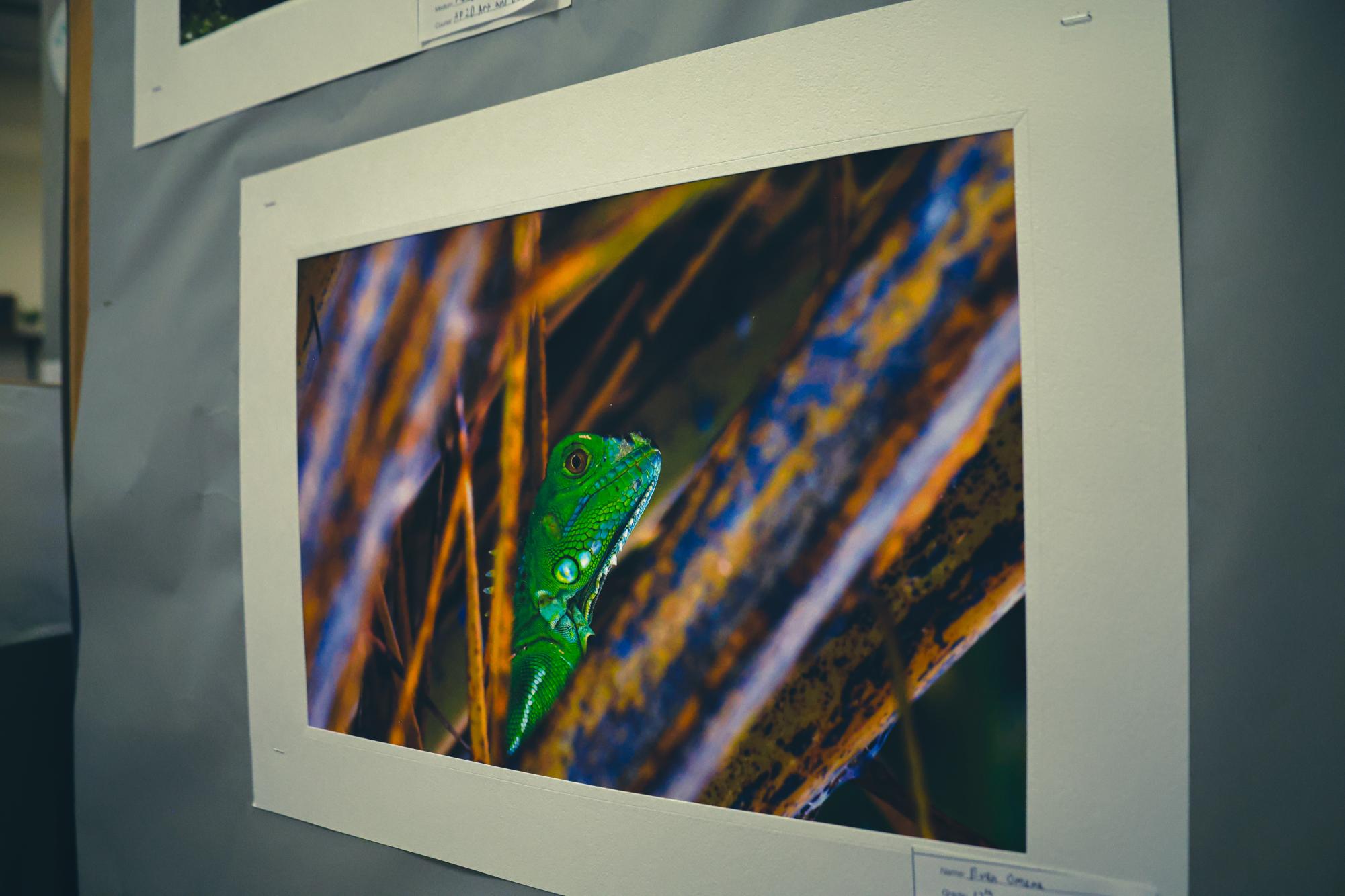Photographer Evan Omana displays a picture of a lizard in nature. This marks the senior's last Art Show, and he opted for nature-focused photos to showcase his talent.

